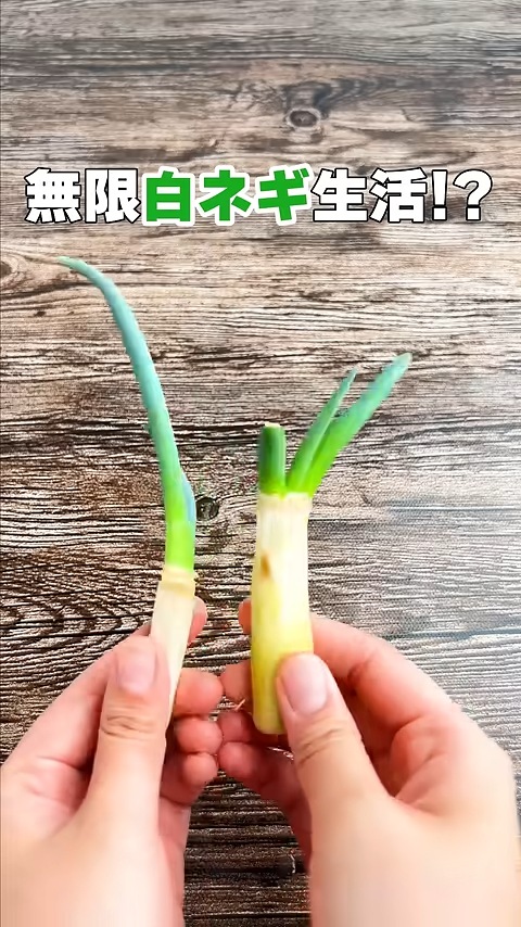 容器から成長した白ネギを出し、テーブルの上で見ている