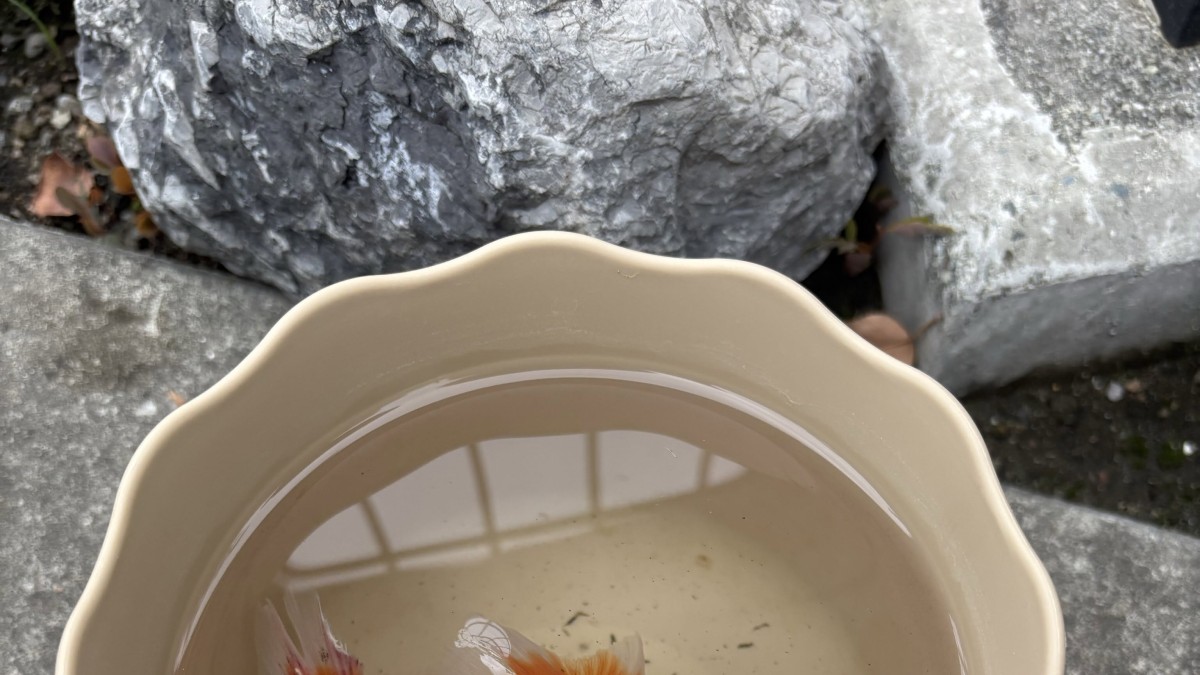 小4息子が川へ→拾ってきたのは…… 弱っていた“まさかの生き物”に「すごーい」「捨てられた子ですね」(1/3) | その他生き物 ねとらぼ