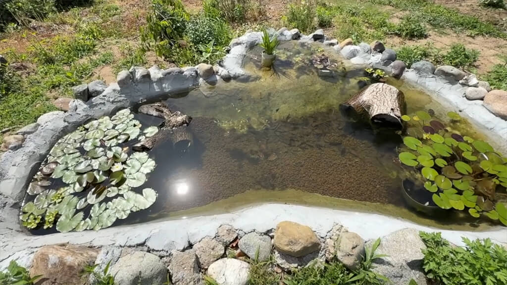日々姿が変わるビオトープ