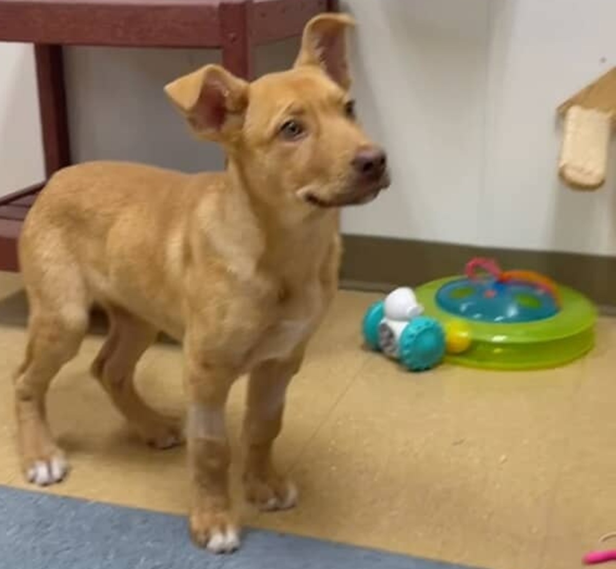 「ラブラドール・レトリーバーのミックス犬だよ」と言われた保護犬を迎えたら……　100万再生の現在に「おめでとうｗ」「最高じゃないか」【海外】（1/2） | 犬 ねとらぼ