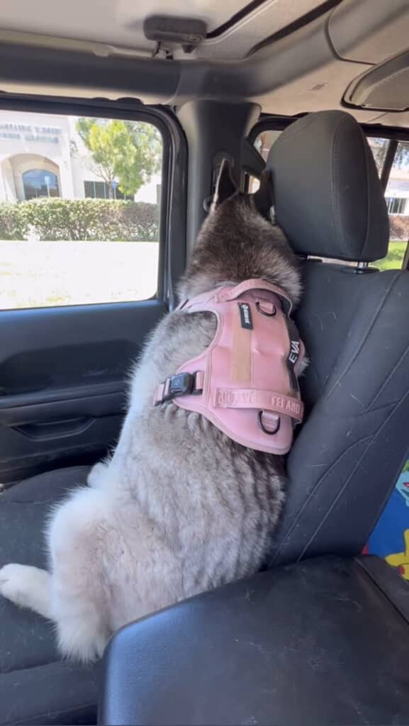 車に戻ったエヴァは飼い主さんにそっぽを向いています
