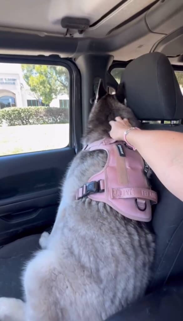 飼い主さんが話しかけてもトントンしても知らん顔のエヴァ