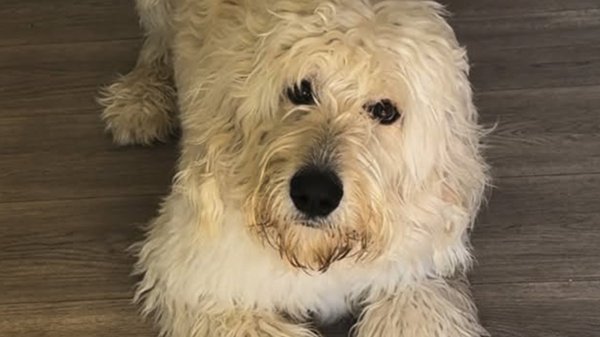 愛犬を「私に任せて」と言ったトリマーにお願いしたら……　6300万再生の“どうしてこうなった”に「誰？」「笑いすぎておなか痛い」【海外】（1/2） | 犬 ねとらぼ
