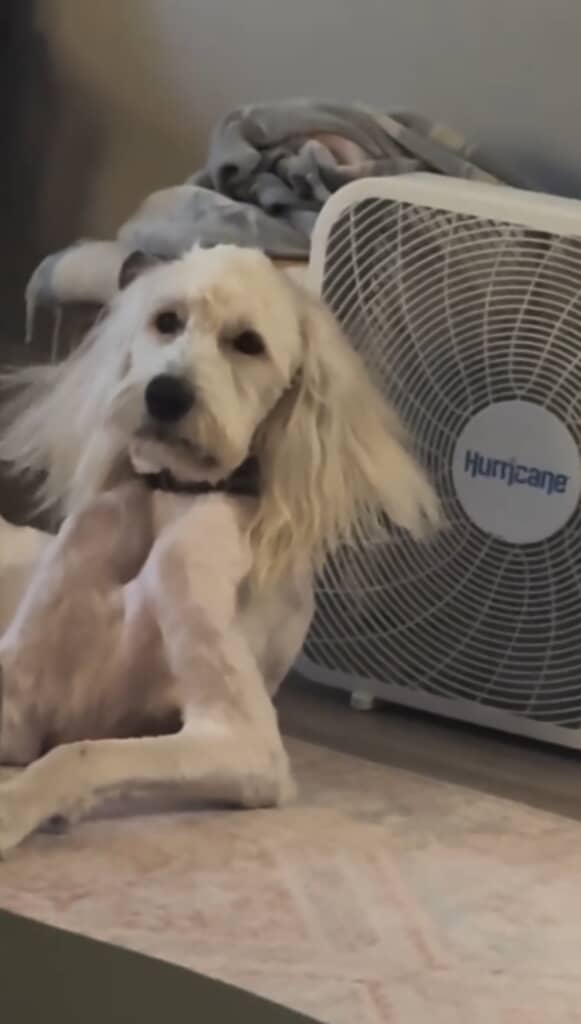 同じ犬とは思えないほどの仕上がりです