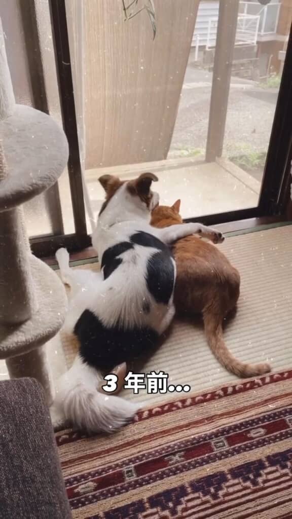 3年前も、寄り添いながらくつろぐ2匹
