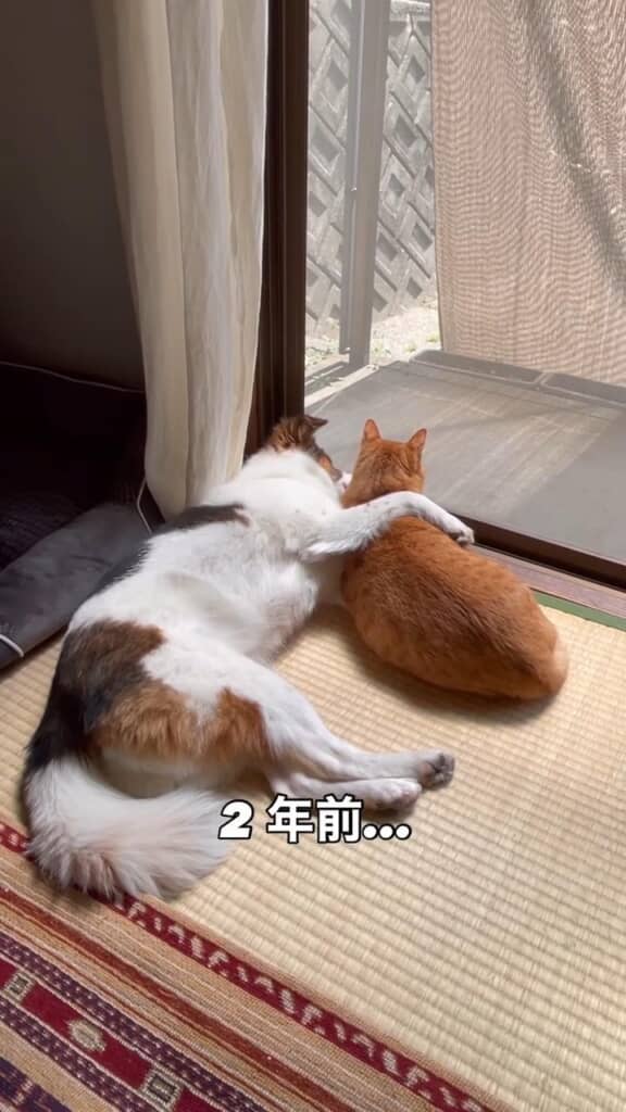 2年前も2匹の関係性は変わらず