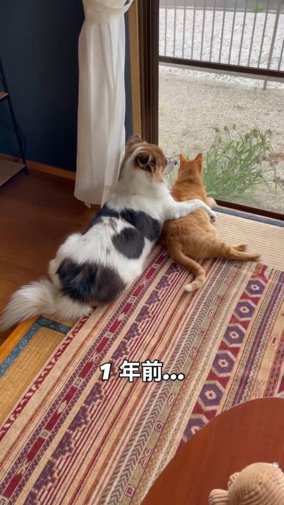 ターコロちゃんに腕をまわし、ハグするように寝そべるアグちゃん