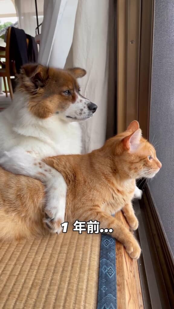 寄り添いながら窓の外を見つめる