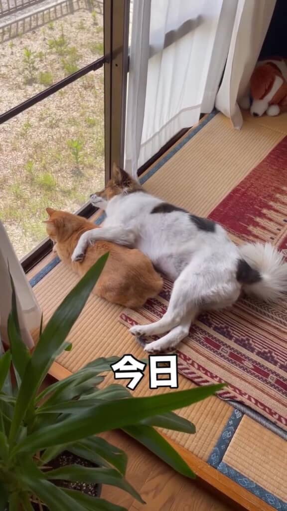 今日も仲良し