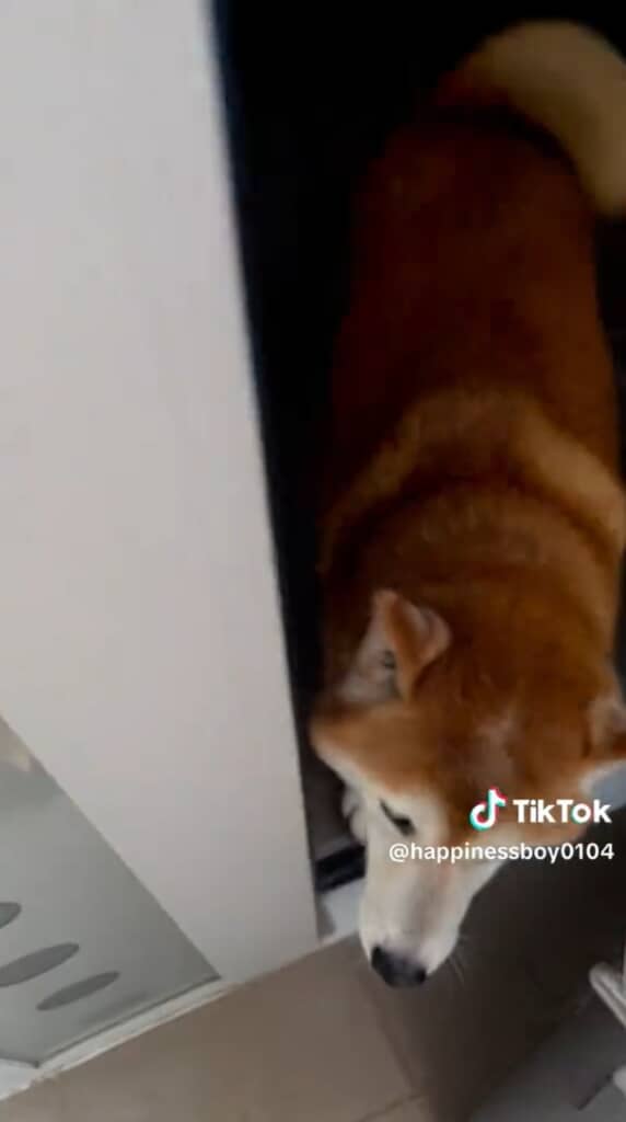 ドアを開けた瞬間飛び出してくる福くん