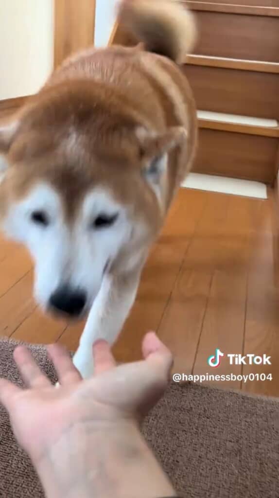 階段を駆け下りて姉に近寄る福くん