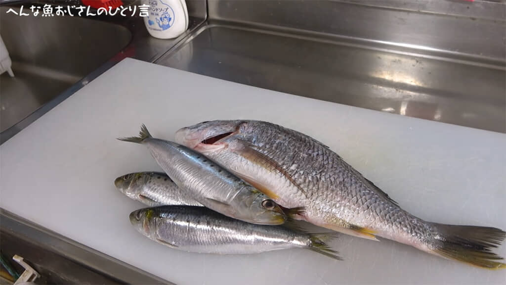 丸々と肥えたイワシをさばきます
