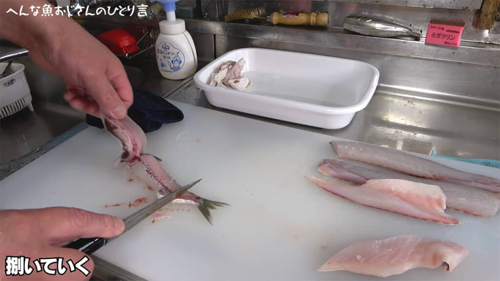 お寿司用のマイワシをさばきます