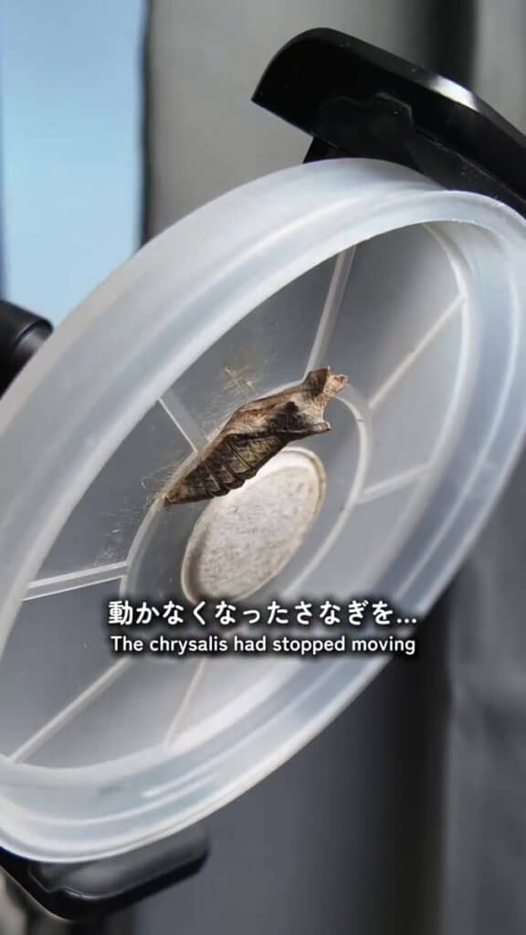 さなぎの状態でアゲハチョウが死んでしまった……?