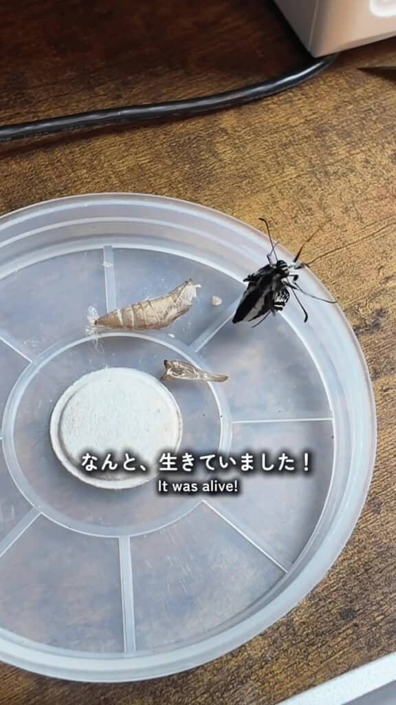 さなぎを開けてみると生きていた!!