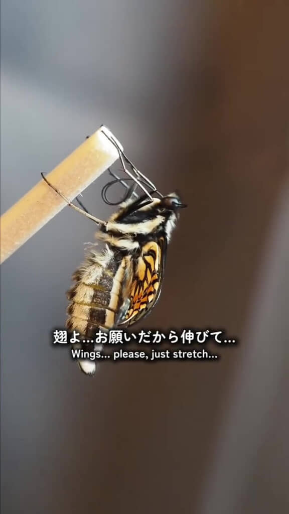 あとは羽が伸びるだけ……