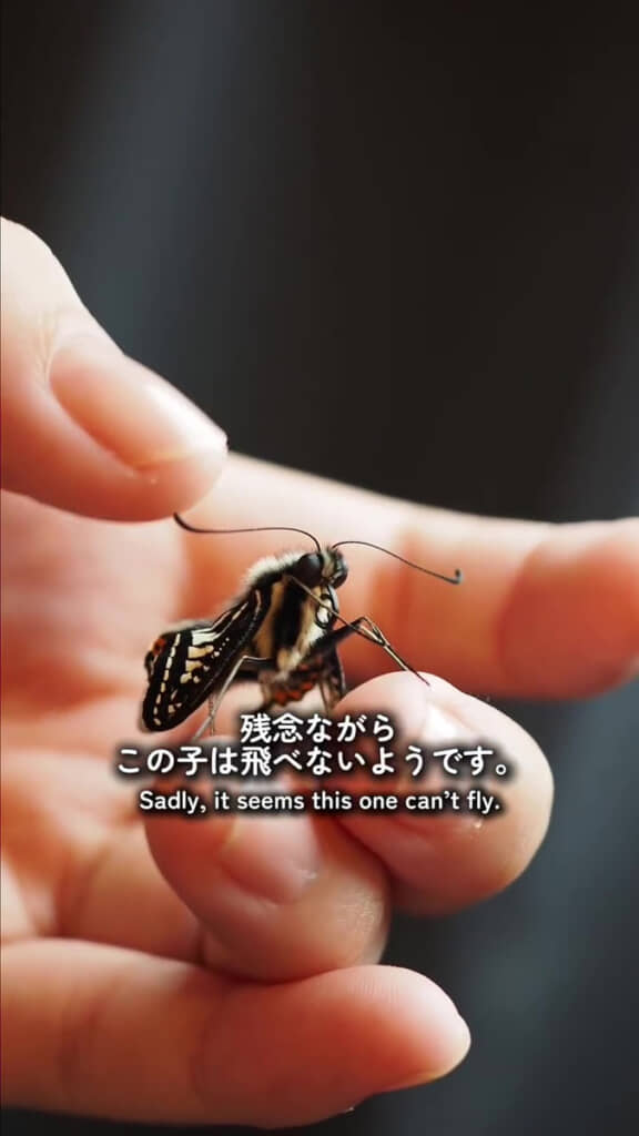 羽は完全には伸びず飛ぶことはできない状態に