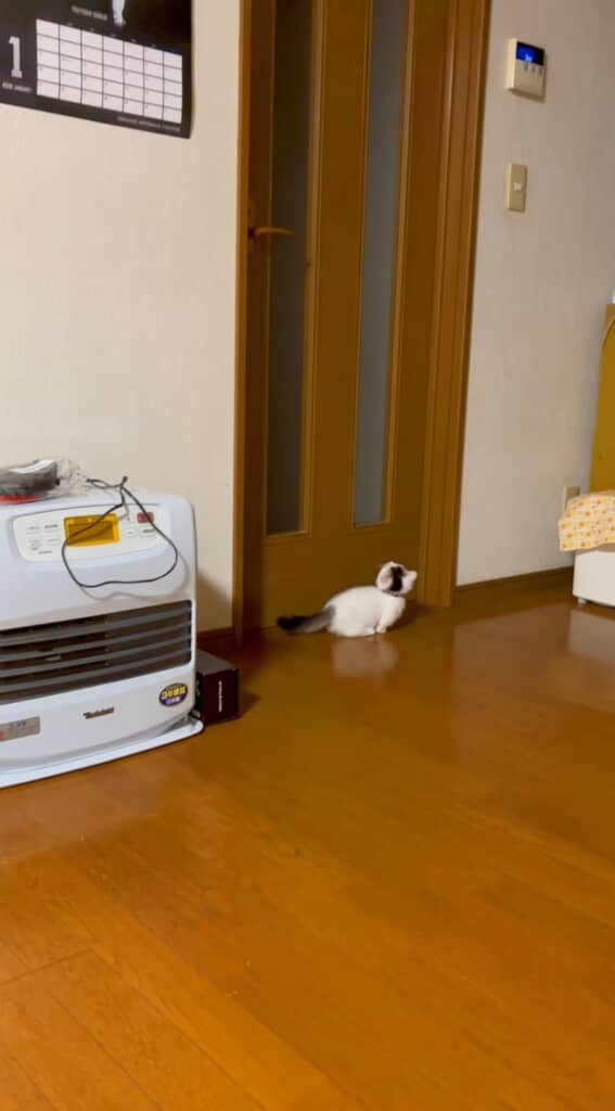 ミャーミャーと可愛い声で鳴くおもちくん