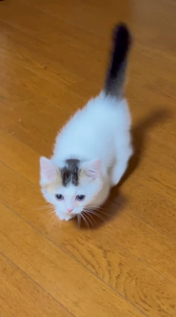 ぽてぽて歩いてくるおもちくん