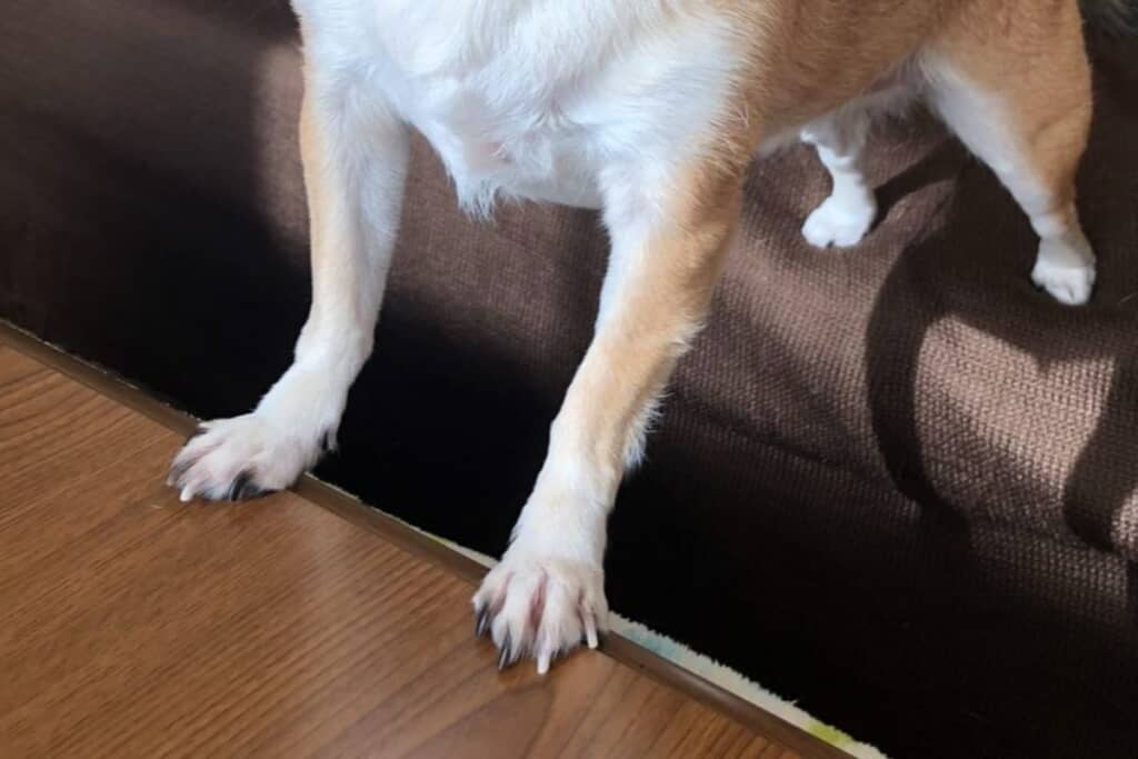 力強く立っているてんくん！