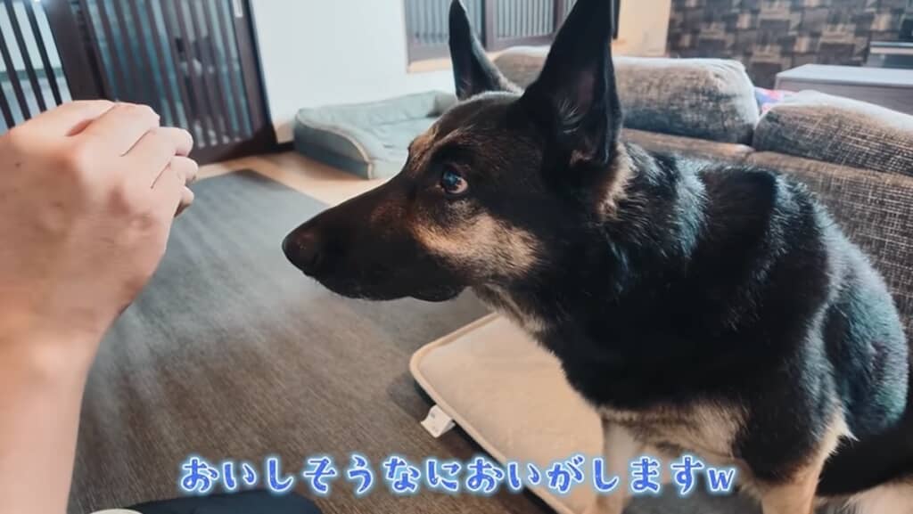 投薬補助用のおやつに興味津々