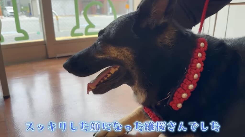 維桜さん、頑張ったね……!