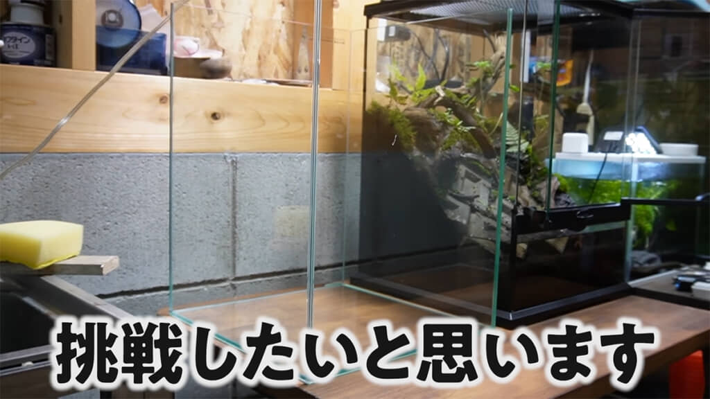 初めての挑戦をしようと考えているようです