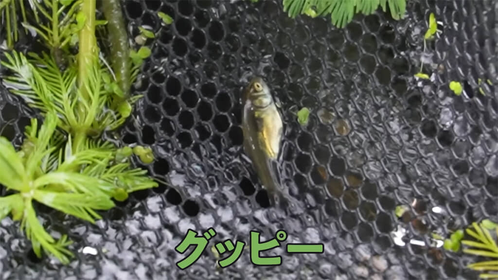 網の中にいたのは外来生物のグッピーでした