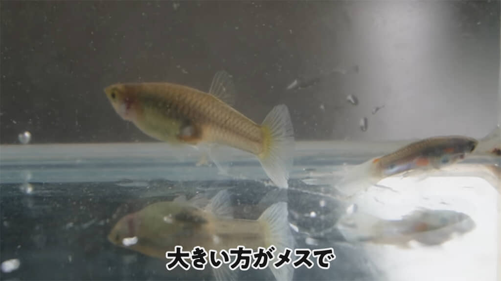 グッピーは大きい方がメス、小さくて体色が美しい方がオスです