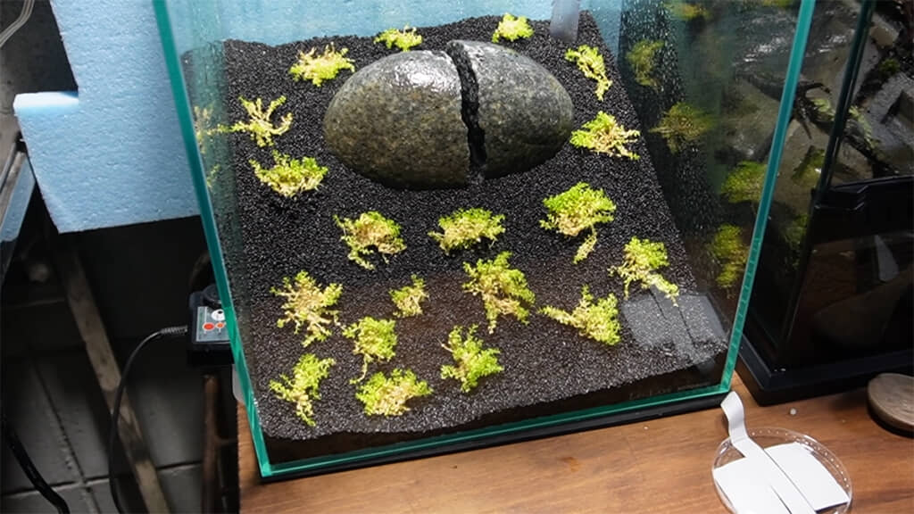 水草を植え、成長を待つことに