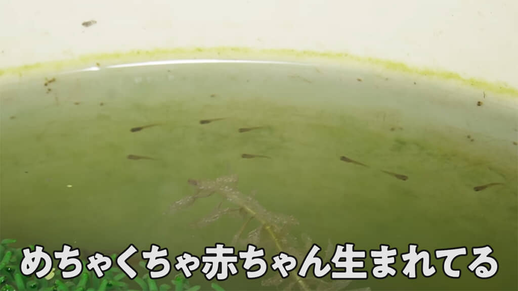 グッピーが大量の赤ちゃんを産んでいました