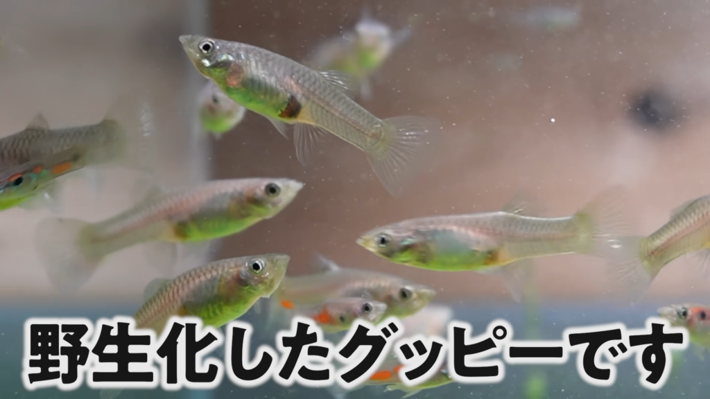 美しいけれど、本来日本にいるべきではないグッピー