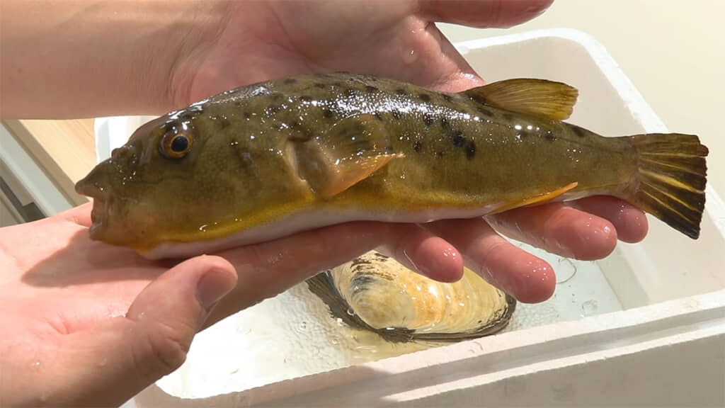 市場でかわいい魚と出会いました