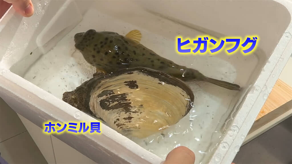 お昼ご飯用にヒガンフグとホンミル貝を購入しました