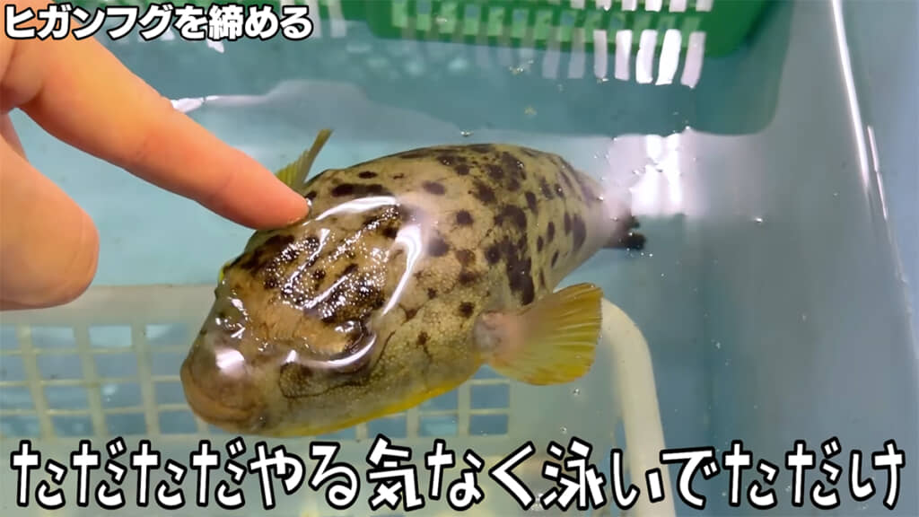 ただやる気がなかっただけでした