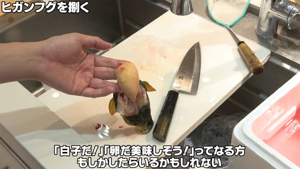 ヒガンフグの肝、おいしそうですが強い毒があります