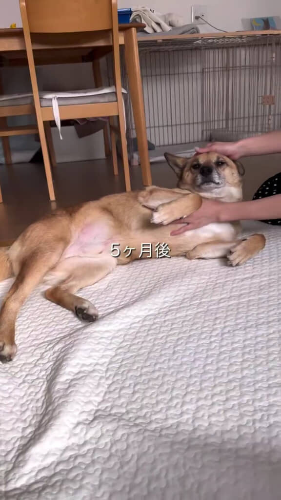 ついにお腹を見せるように!