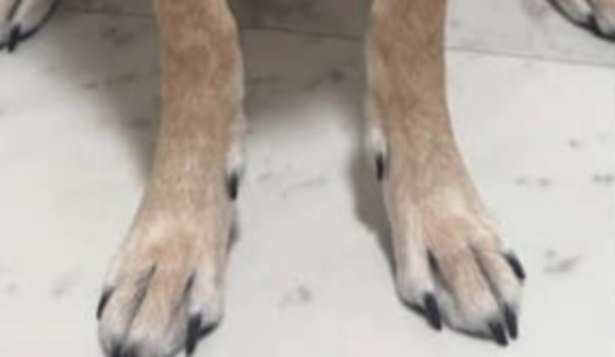 散歩中、“必ず二度見される”柴犬→納得の立ち姿に「初めて見た!」「なっっっが」「柴犬界の冨永愛」(1/3) | 犬 ねとらぼ