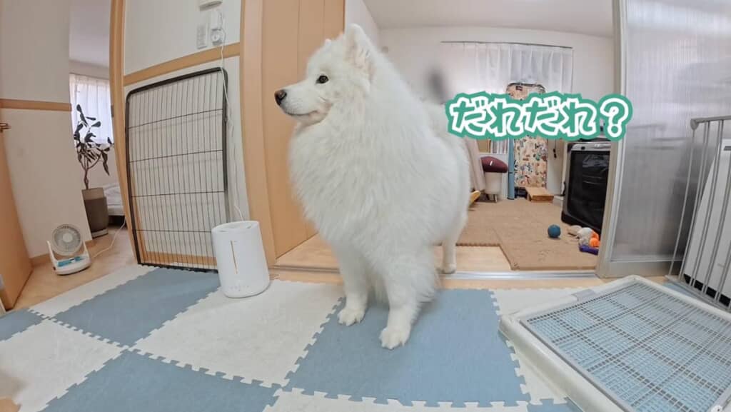 いつもと違う様子にソワソワ