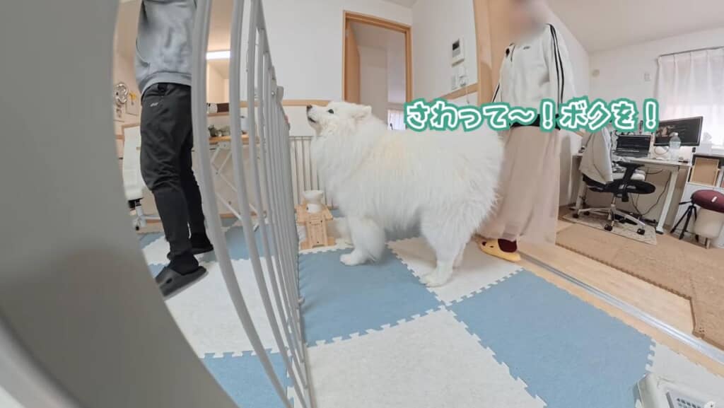 「さわって〜！ボクを！」とアピールするダッツくん