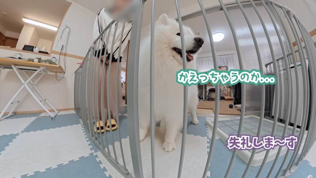 帰ってしまう業者さんに寂しそう