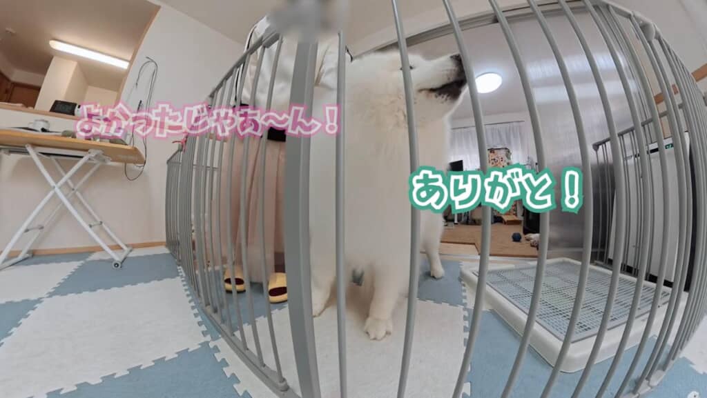 しっかり「ありがとう」とお礼も言えました