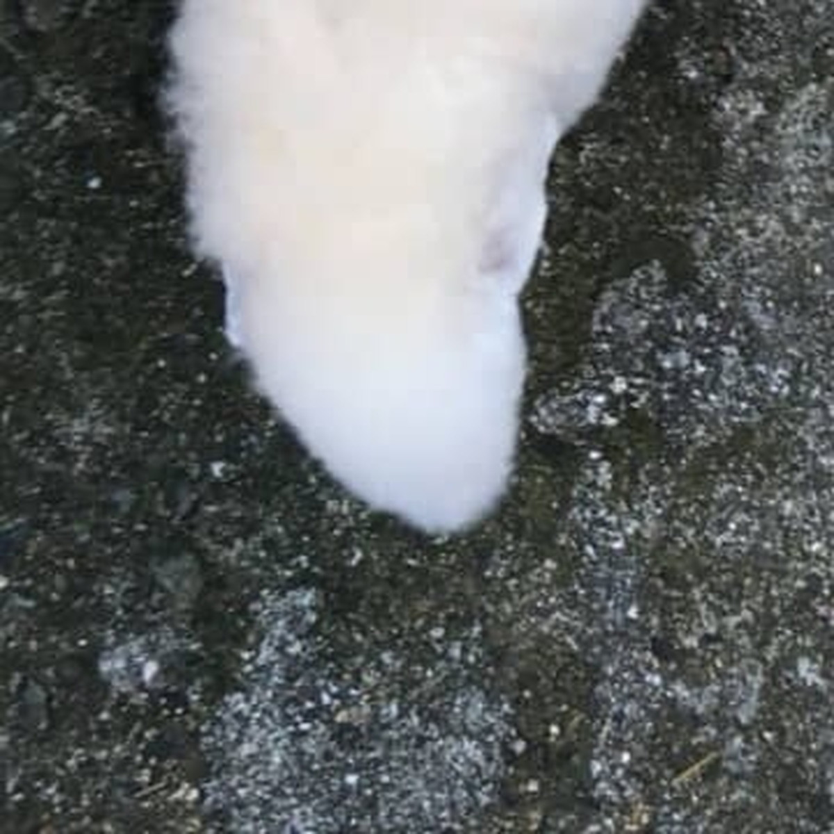近所の人に「犬で間違いないんか?」と言われたワンコが「お茶吹いた」と話題に 投稿者に“現在”を聞いた(1/3) | 犬 ねとらぼ