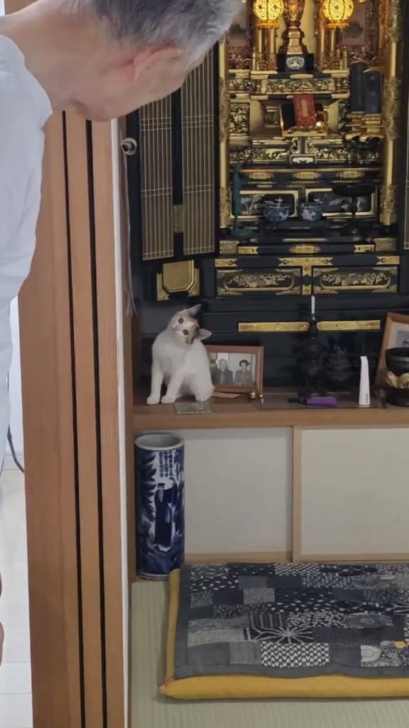 子猫がいる!