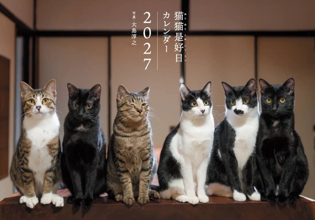 並んでおすまし顔の猫たち