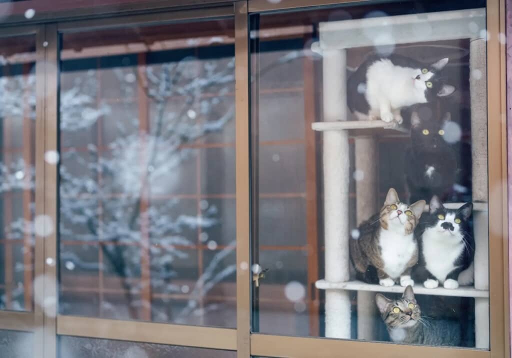揃って外を眺めてる