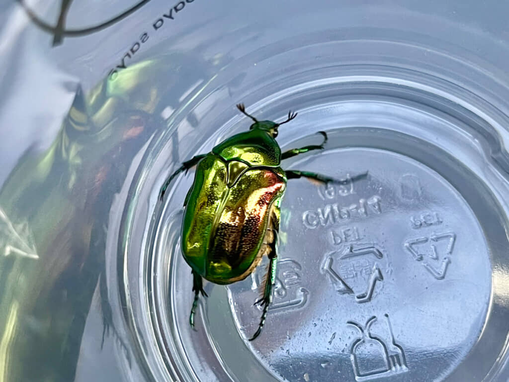 南青山のカフェで遭遇した生き物