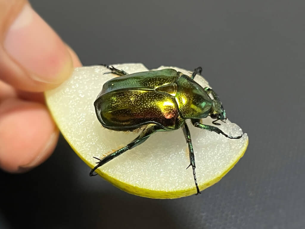 色鮮やかな見た目のリュウキュウツヤハナムグリ