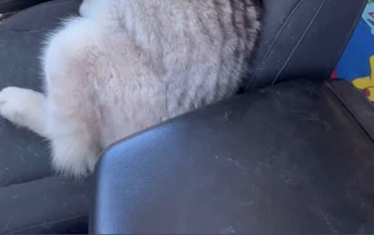 愛犬が大好きなペットショップを出て車に乗り、ふと見ると……「吹いたｗ」　1400万再生の姿に「これ、私じゃん笑」【海外】（1/2） | 犬 ねとらぼ