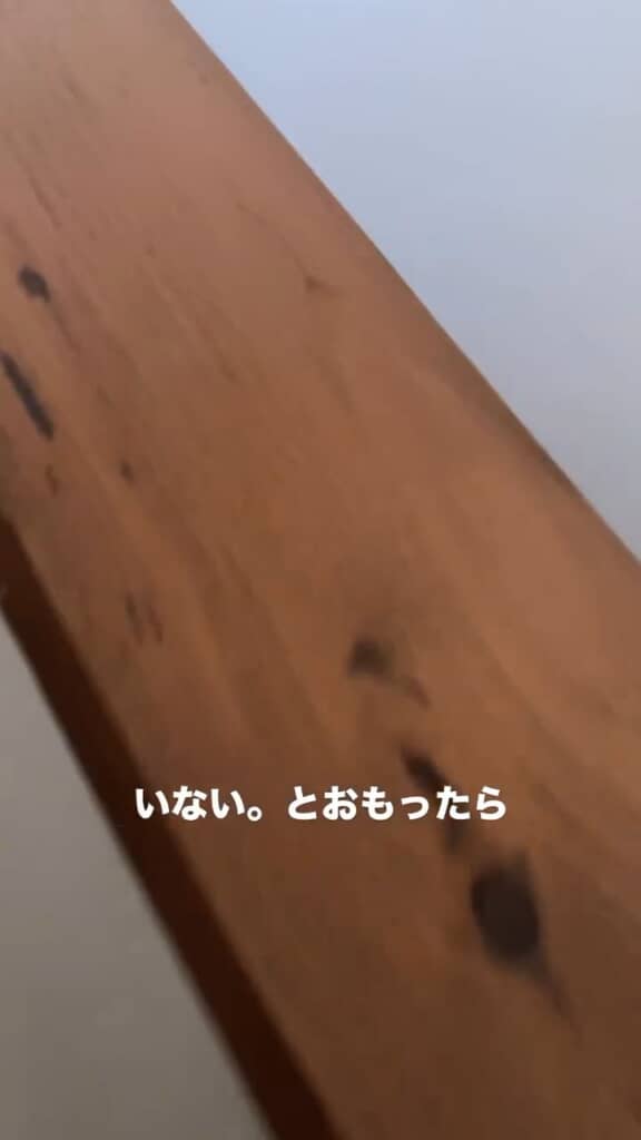 ルルちゃんはどこに行った?